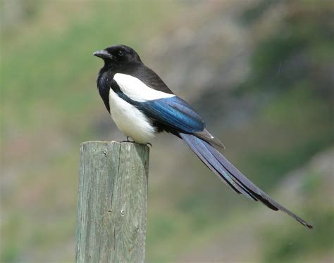 Black-billed Magpie | Celebrate Urban Birds