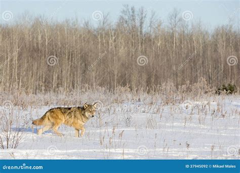 Wolf Hunting Prey In Mountains Stock Photography - Image: 37945092