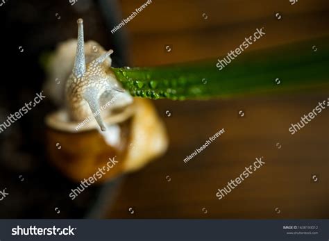 Healing Mucus Cosmetics Snail Mucus Snail Stock Photo 1638193012 ...