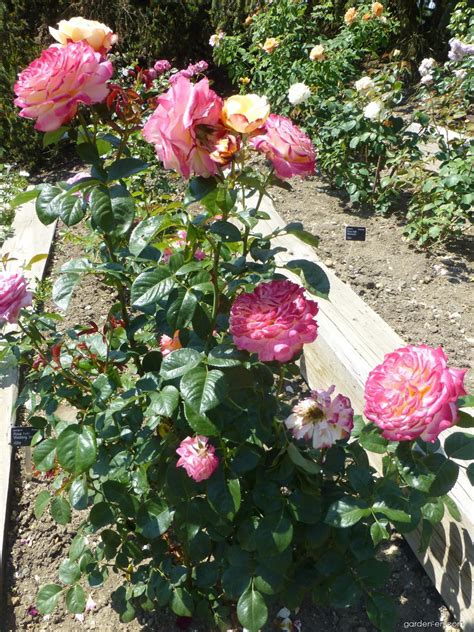 Rose - Rosa Kordes Jubilee | Garden-en.com