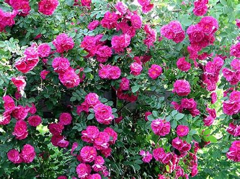 John Cabot | Climbing roses, Climbing flowers, Rose garden landscape