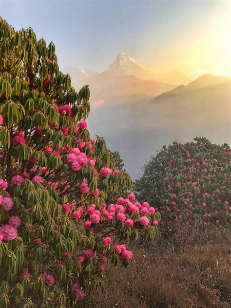 Rhododendron forests in Nepal with the majestic Machapuchare peak (aka Fish Tail 6993m) in the ...