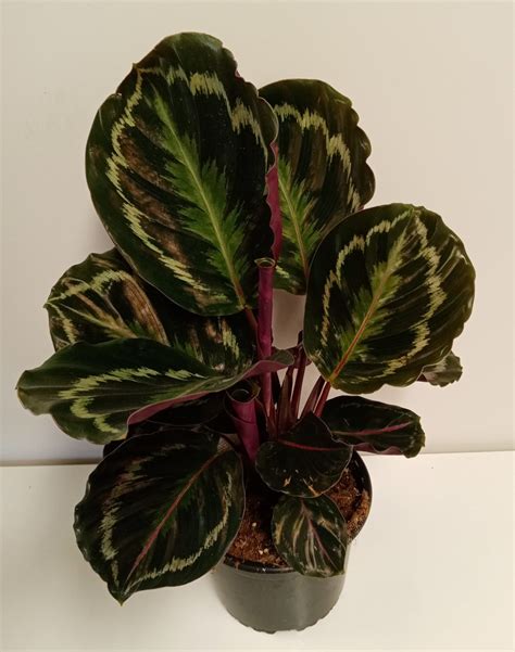 Calathea Medallion 14cm - Springvale Garden Centre