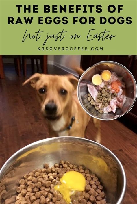 Raw Eggs for Dogs Have Many Benefits - K9sOverCoffee - A Dog Health ...