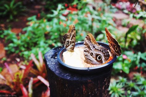 Iguazu Falls: Birds of of Paradise | Diary of an Airling