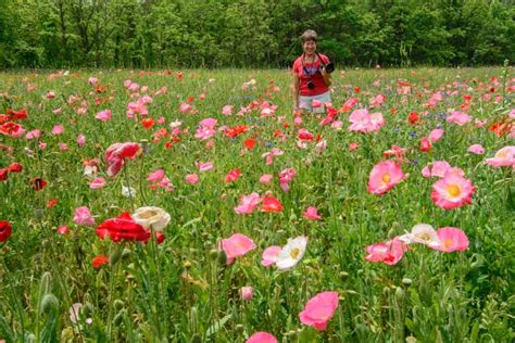 Blue Ridge Parkway (North Carolina) - Wildflowers Everywhere!