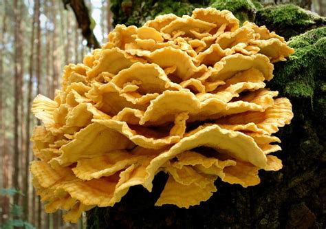 Chasing the Chicken of the Woods (Facts, Identification, and Recipes) - Mushroom Appreciation