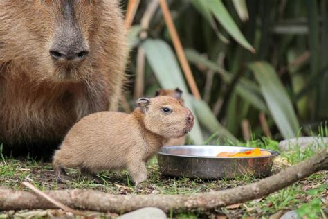 One of seven Capybara pups born at the Wellington Zoo | Baby animals ...