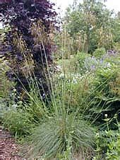 STIPA GIGANTEA - Cotswold Garden Flowers