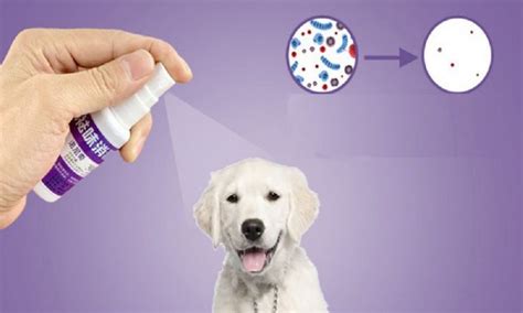 How to Make Dog Deodorant Spray – Pet Guide Reviews