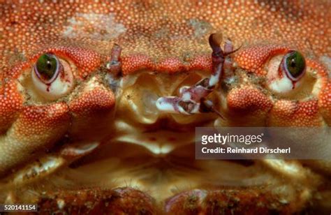 12,521 Crab Close Up Stock Photos, High-Res Pictures, and Images ...