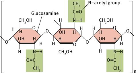 Chitin | Definition, Structure, Function & Examples