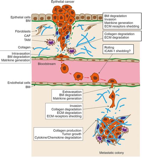 Frontiers | Proteolytic modulation of tumor microenvironment signals during cancer progression