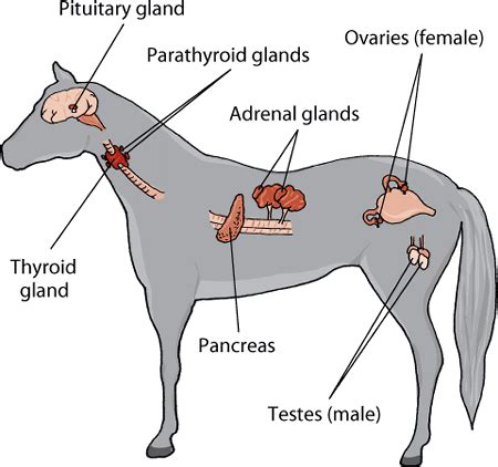 Endocrine system of animals, Hormones in animals - veterinary online