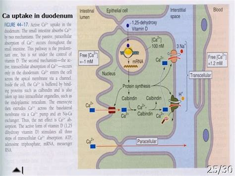 medical K.I.S.S: calcium absorption in gut