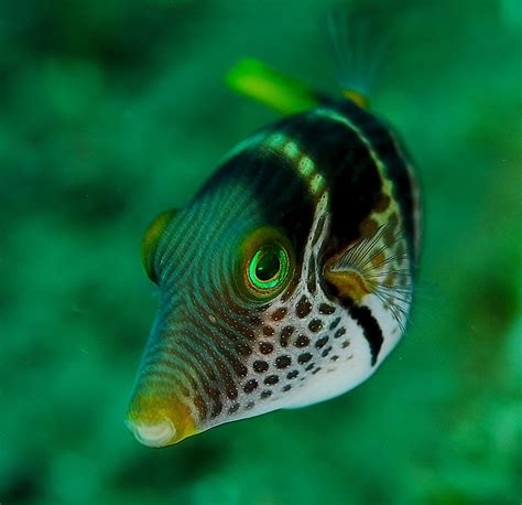 Valentini Puffer Fish | Salt water fish | Pinterest