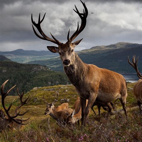 Red deer on the Moors of Scotland at Reraig Forest Estate. I was close ...