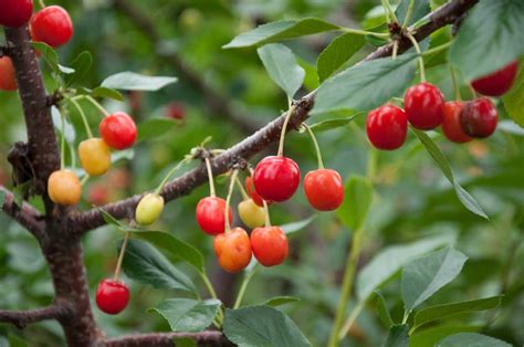 How to Grow Cherry Trees – P. Allen Smith