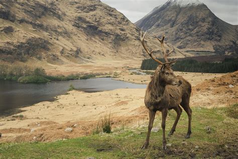 Glen Etive camp | Wild camping in Glen Etive on the banks of Loch Etive.