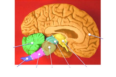 File:Human brain midsagittal cut color.png - Wikimedia Commons