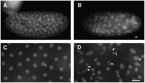 Embryonic DNA stained with DAPI during precellular blastoderm nuclear... | Download Scientific ...