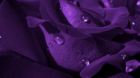 Closeup View Of Dark Rose Flower Petals With Water Drops HD Purple ...