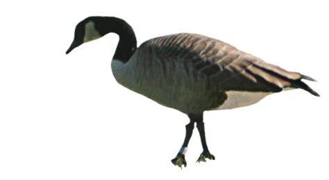 Canadian Goose 1 by lonermade on DeviantArt