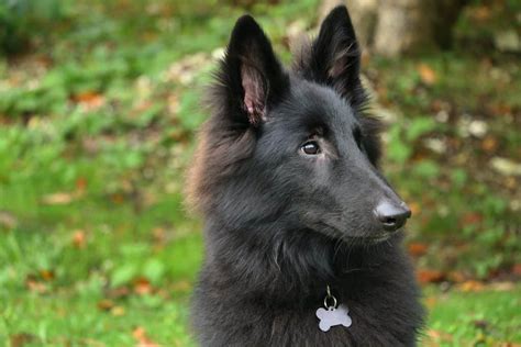 The Belgian Shepherd - Your Ultimate Breed Information Guide - Your Dog ...