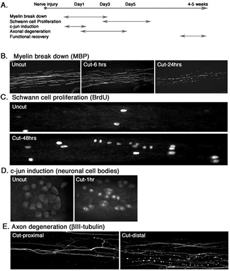 Wallerian degeneration in vitro. A, Time line of Wallerian degeneration ...