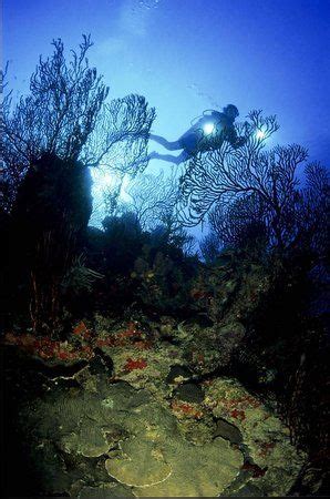 National Park Underwater Trail at Trunk Bay, St. john, USVI ...