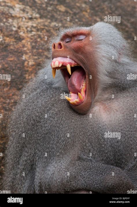 Hamadryas Baboon Teeth