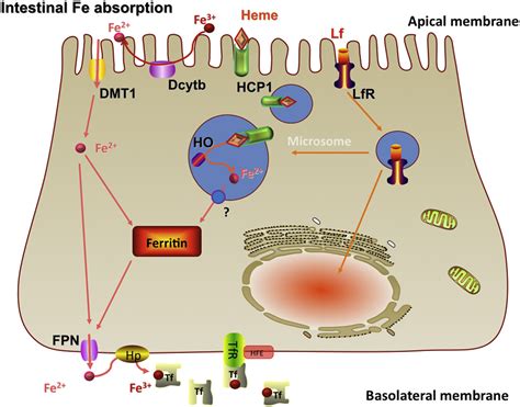 Developmental Physiology of Iron Absorption, Homeostasis, and ...