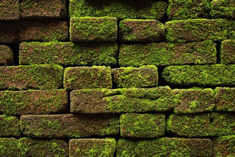 Premium Photo | Brick block wall with moss