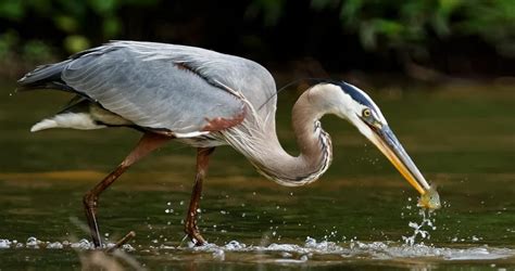 Great Blue Heron | Blue heron, Heron, Merlin bird