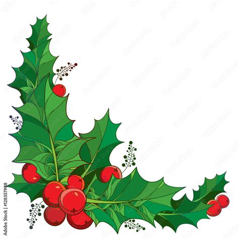 Vector twig with outline green leaves and red berries of Ilex or ...