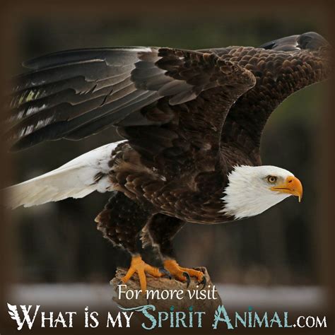 Eagle Dream Meaning & Symbolism - What Is My Spirit Animal | Spirit ...