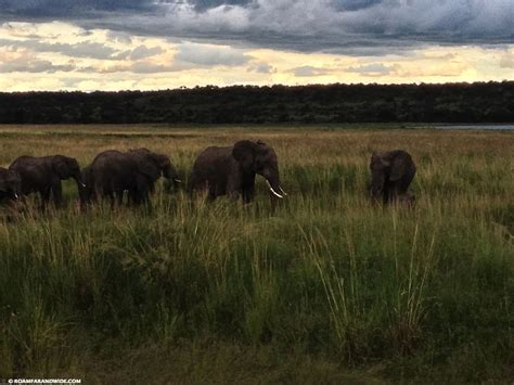 Chobe National Park, Botswana with Nomad Tours - Roam Far and Wide