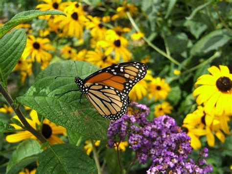 Butterfly Garden 2 Free Photo Download | FreeImages