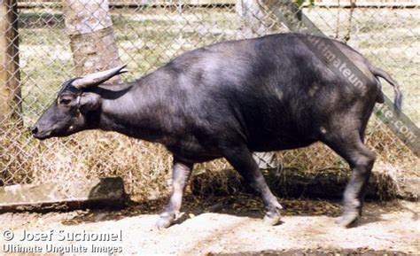 Tamaraw (Bubalus mindorensis) - Quick facts