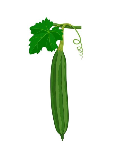 Vector illustration of Luffa or Luffa acutangula, also known as sponge ...