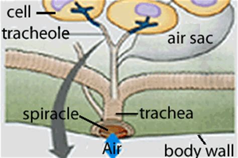 Trachea In Insects