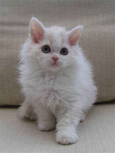 Selkirk Rex Kittens - Google Search | Selkirk rex, Selkirk rex kittens ...