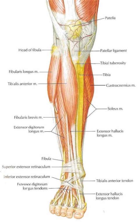 calf anterior | Calf muscle anatomy, Human body anatomy, Muscle anatomy