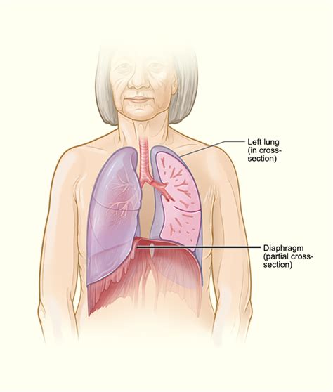 How the Lungs Work - How Your Body Controls Breathing | NHLBI, NIH