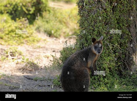 Kangaroo Wallaby in Australia, Victoria Stock Photo - Alamy