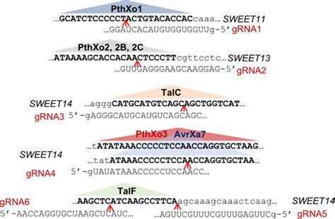 Guide RNA design Six guide RNA genes were designed and constructed to ...