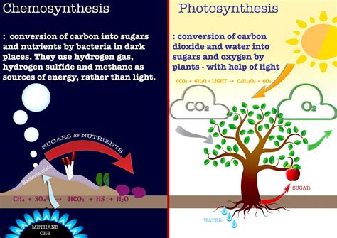 Chemosynthesis Diagram For Kids