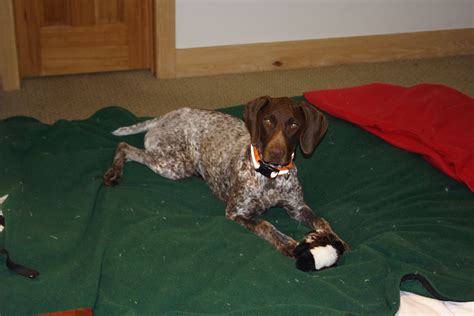 Teaching a German Shorthaired Pointer Dog Leash Training | German shorthaired pointer dog ...