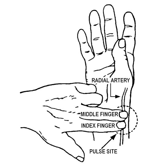 Carotid Pulse Palpation