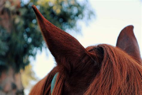 A Guide To Understanding Your Horse's Body Language